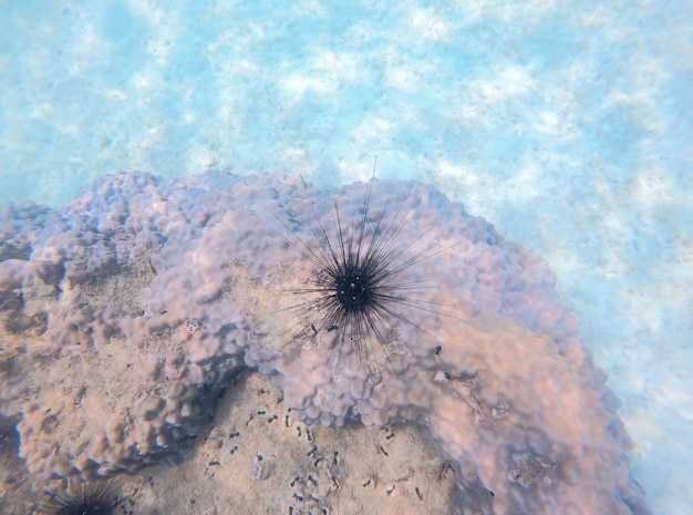 Foto zeeëgel op kleurrijke koralen onder de zee in thailand.