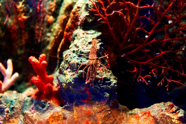 Zeegarnalen in het aquarium Bewoners van de onderwaterwereld