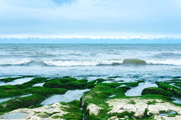 Zeegezicht kust van de Kaspische Zee met algen bedekte kuststenen