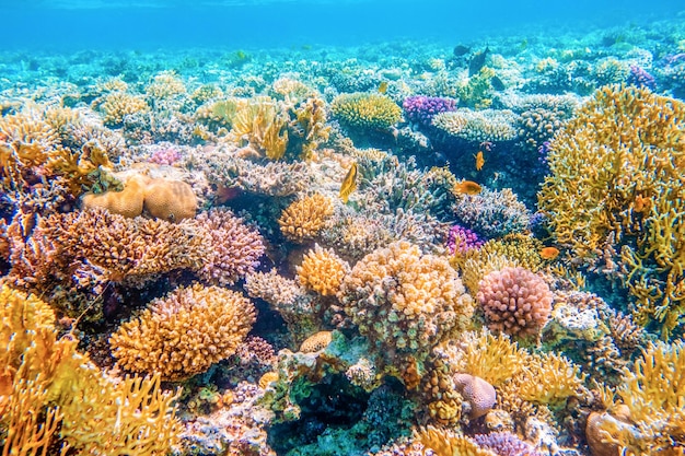 Zeegezicht met tropische vissen en koraalriffen