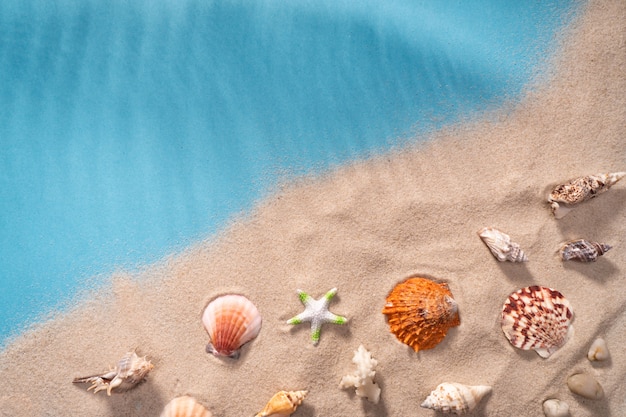 Zeegezicht zeeschelpenzand, vakantieprentbriefkaar. zeedieren.