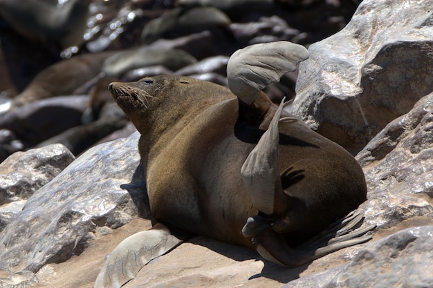 Zeehond die op een rots aan wal rust