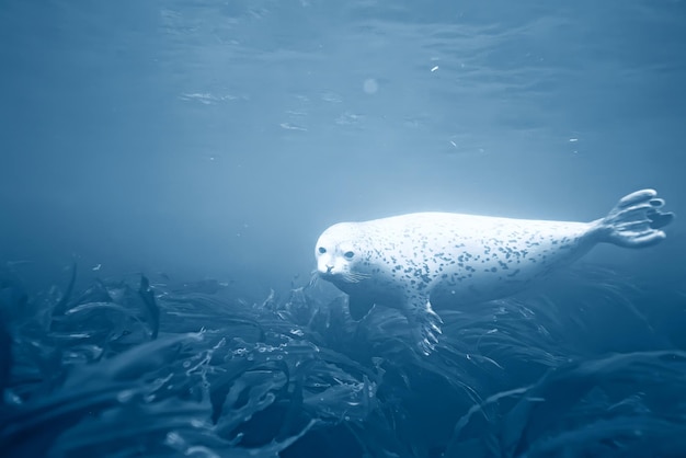 zeehond onderwaterfoto in de wilde natuur