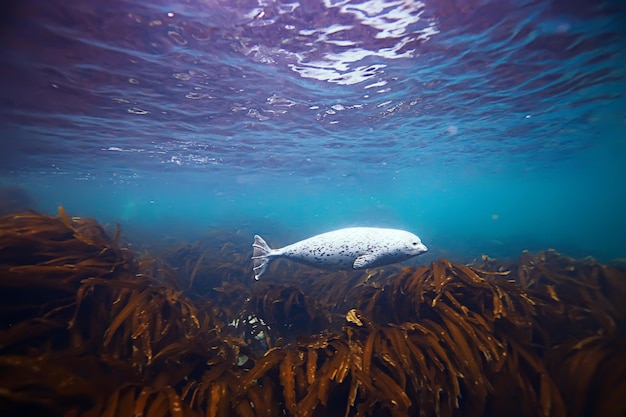 zeehond onderwaterfoto in de wilde natuur