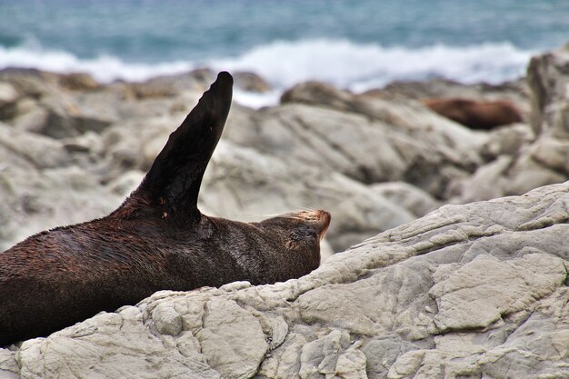 Zeehonden in de Stille Oceaan, Kaikoura, Nieuw-Zeeland