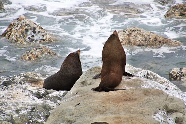 Zeehonden in de stille oceaan, kaikoura, nieuw-zeeland