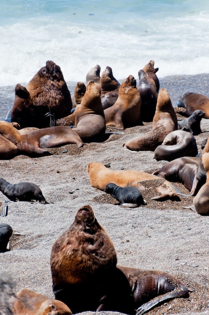 zeehonden in het strand van Patagonië, Argentinië