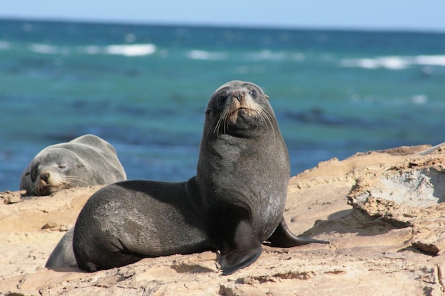 Zeehonden ontspannen op rotsen tegen de zee