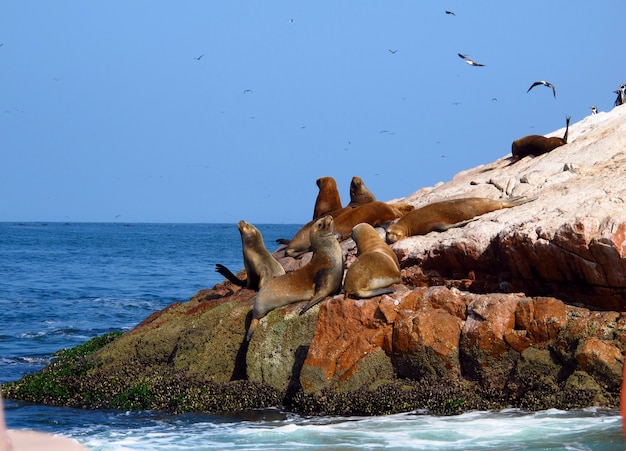 Zeehonden op rotsen in de Stille Oceaan, Paracas, Peru