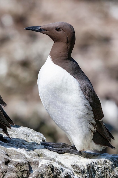 Zeekoet Eiland Lunga Schotland