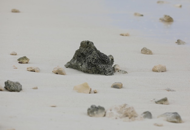 zeekoraal op wit zand aan de oceaan