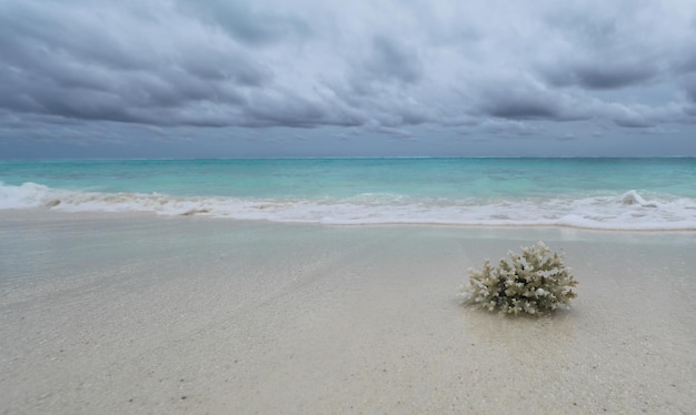 zeekoraal op wit zand aan de oceaan