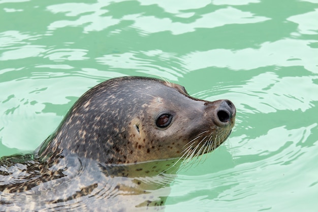 Zeeleeuw die in water zwemt