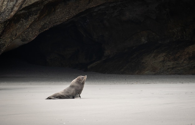 Zeeleeuw die op het strand dwaalt, geschoten op wharariki beach, nieuw-zeeland