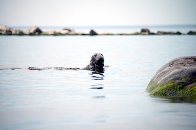 Zeeleeuw of gewone zeehond-phoca vitulina-op de scandinavische koude zee. gewone zeehond - vinpotige walrussen, oorrobben en echte zeehonden langs de arctische kust