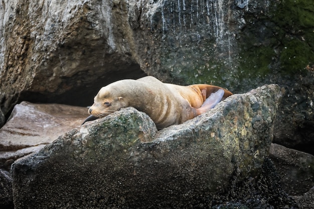 Zeeleeuw ontspannen op een steen in Monterey, Californië
