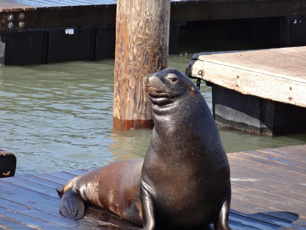 Foto zeeleeuw op de pier over het meer