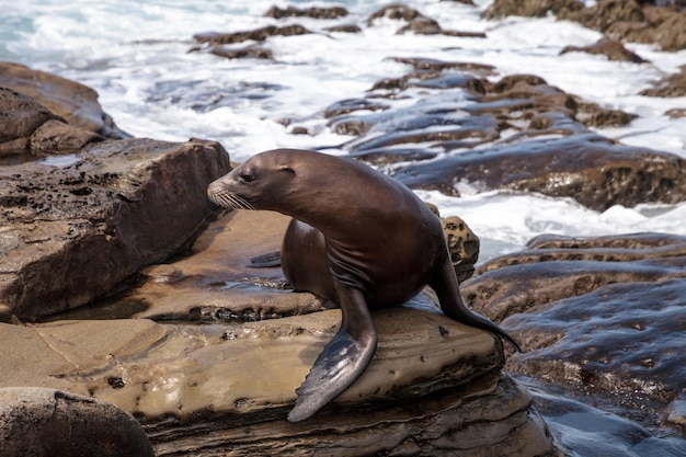 Foto zeeleeuw op een rots op het strand