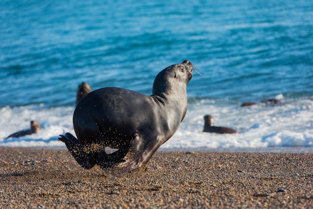 Zeeleeuw op het strand in Patagonië