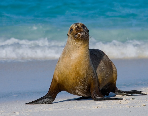 Zeeleeuw op het zand aan de kust