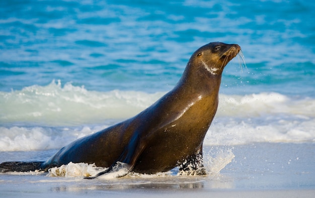 Zeeleeuw op het zand aan de kust