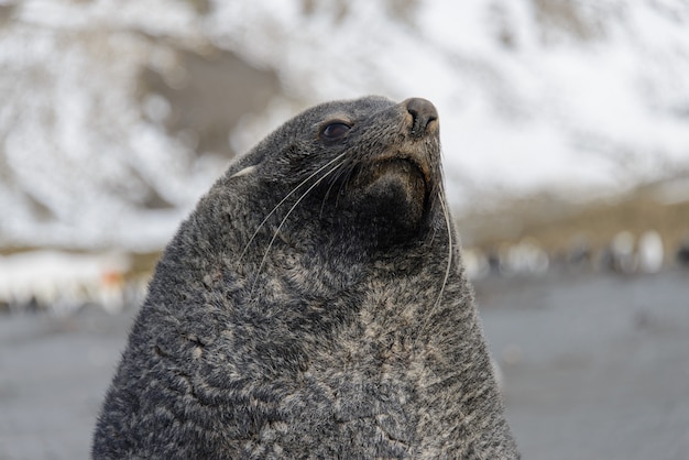 Foto zeeleeuw op zee