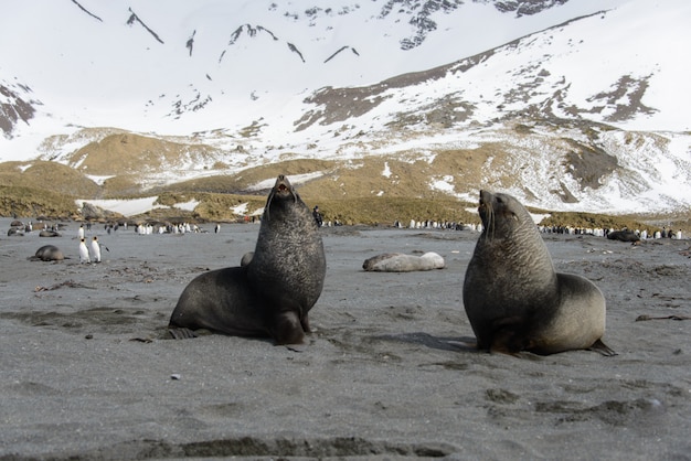 zeeleeuw op zee