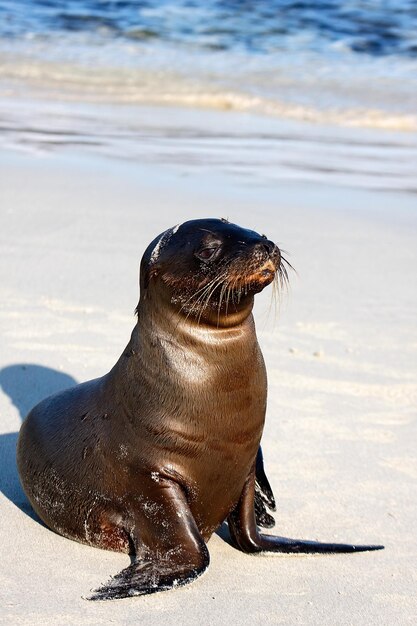 Foto zeeleeuw van de galapagos