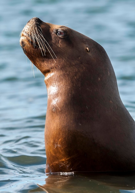 Zeeleeuw vrouwelijk schiereiland Valdes Patagonië Argentinië