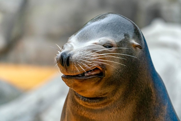 Zeeleeuw zegel grappig gezicht