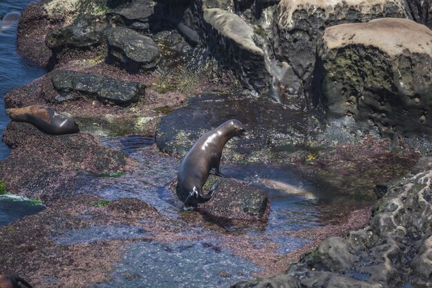 Foto zeeleeuwen en zeehonden bij seal rock op de stille oceaan bij la jolla in san diego, californië