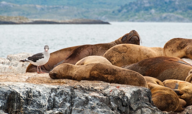 zeeleeuwen en zeehonden in de rots, Patagonië, Argentinië