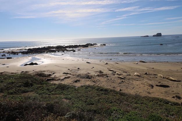 Zeeleeuwen op het strand van Piedra Blanca, Californië