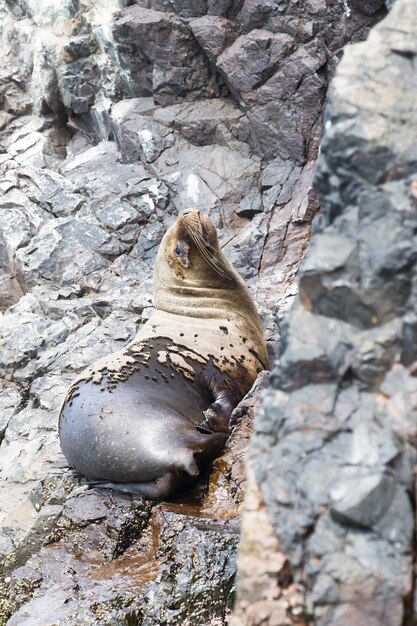 Zeeleeuwen vechten voor een rots in de peruaanse kust bij ballestas-eilanden peru