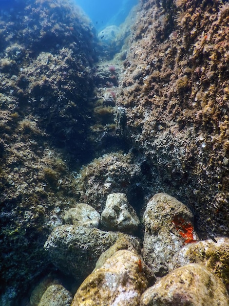Zeeleven onder water rotsen zonlicht onder water leven in het wild