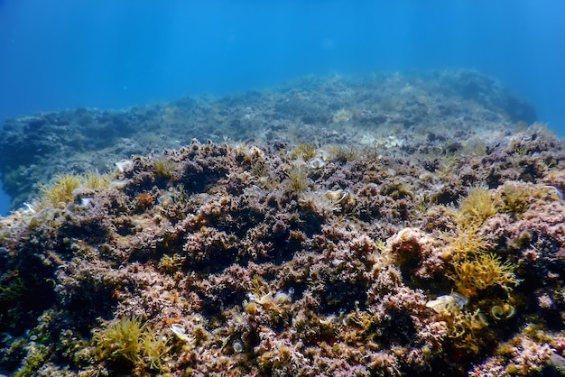 Zeeleven Onderwater Rotsen Zonlicht Onderwaterleven