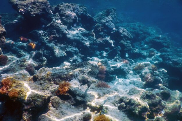 Zeeleven Onderwater Rotsen Zonlicht Onderwaterleven