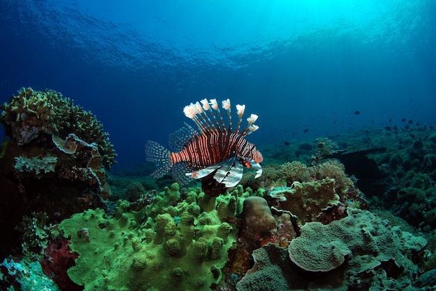 Zeeleven van Komodo National Park, Indonesië.