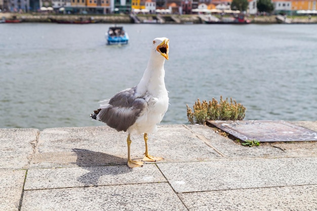 Foto zeemeeuw die de aandacht trekt en lawaai maakt en om eten vraagt