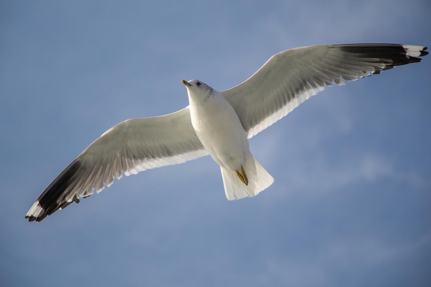 Zeemeeuw die in blauwe hemel vliegt