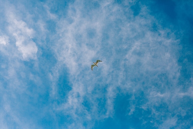 Zeemeeuw die in de lucht vliegt