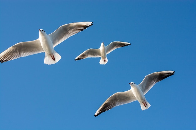 Zeemeeuw die in een blauwe lucht vliegt