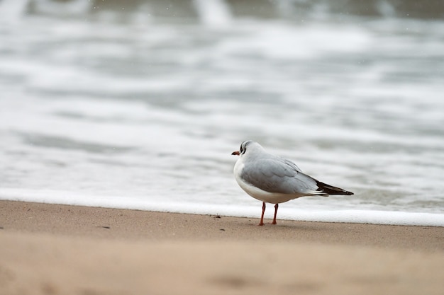 Zeemeeuw die langs kust loopt. Kokmeeuw, Chroicocephalus ridibundus, staande op het zandstrand aan de Oostzee.