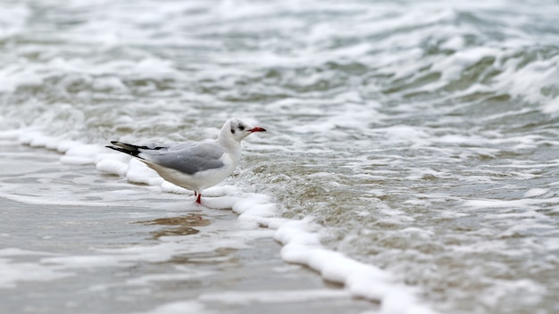 Zeemeeuw die langs kust loopt walking