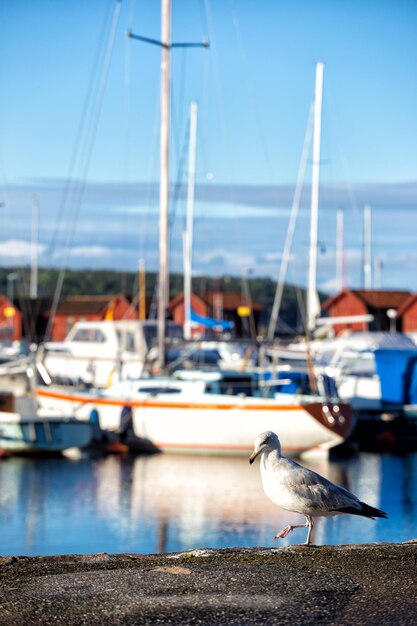 Foto zeemeeuw die op de pijler loopt, een boot op de achtergrond. noorwegen