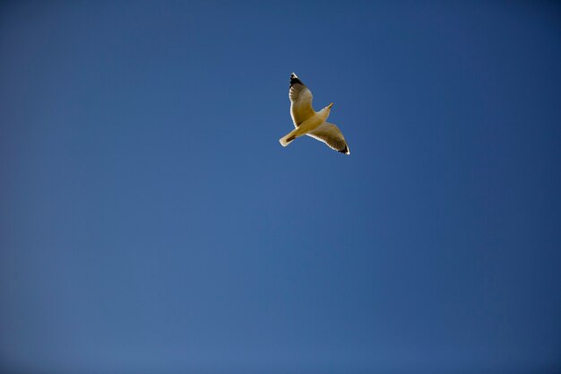 Foto zeemeeuw die op een blauwe hemel vliegt