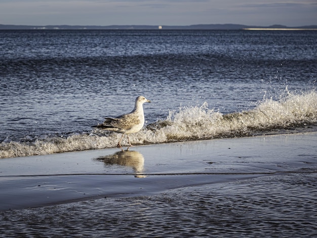 Zeemeeuw die op een kust loopt