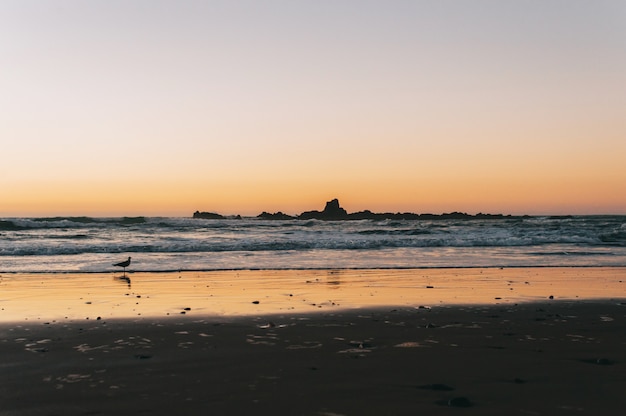 Foto zeemeeuw die op het strand loopt