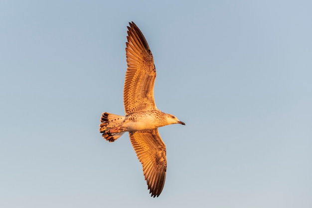 Zeemeeuw die op zee bij zonsondergang vliegt. Gouden uurverlichting.