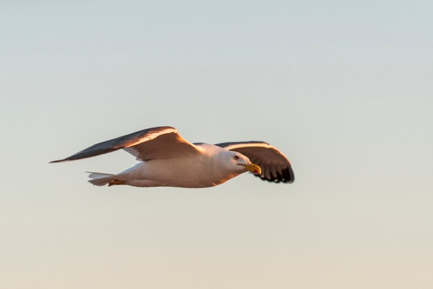 Zeemeeuw die op zee bij zonsondergang vliegt. Gouden uurverlichting.